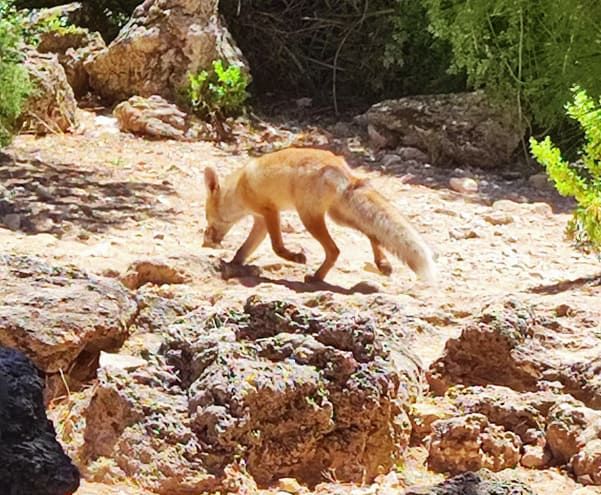 zorro en Cazorla